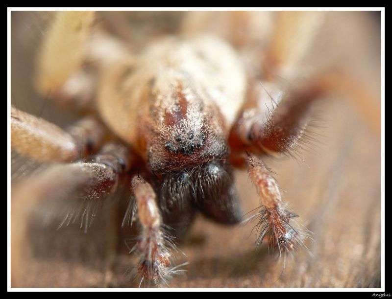 http://s140792232.onlinehome.fr/albums/albums/macro/normal_Arraigne_x12.jpg