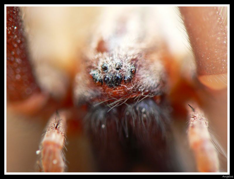 http://s140792232.onlinehome.fr/albums/albums/macro/normal_Arraigne_x24.jpg
