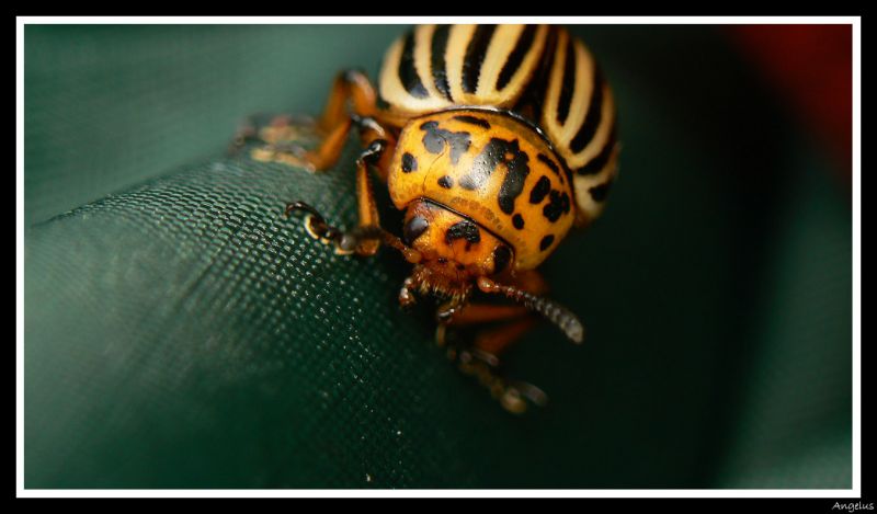 http://s140792232.onlinehome.fr/albums/albums/macro/normal_Bestiole.jpg